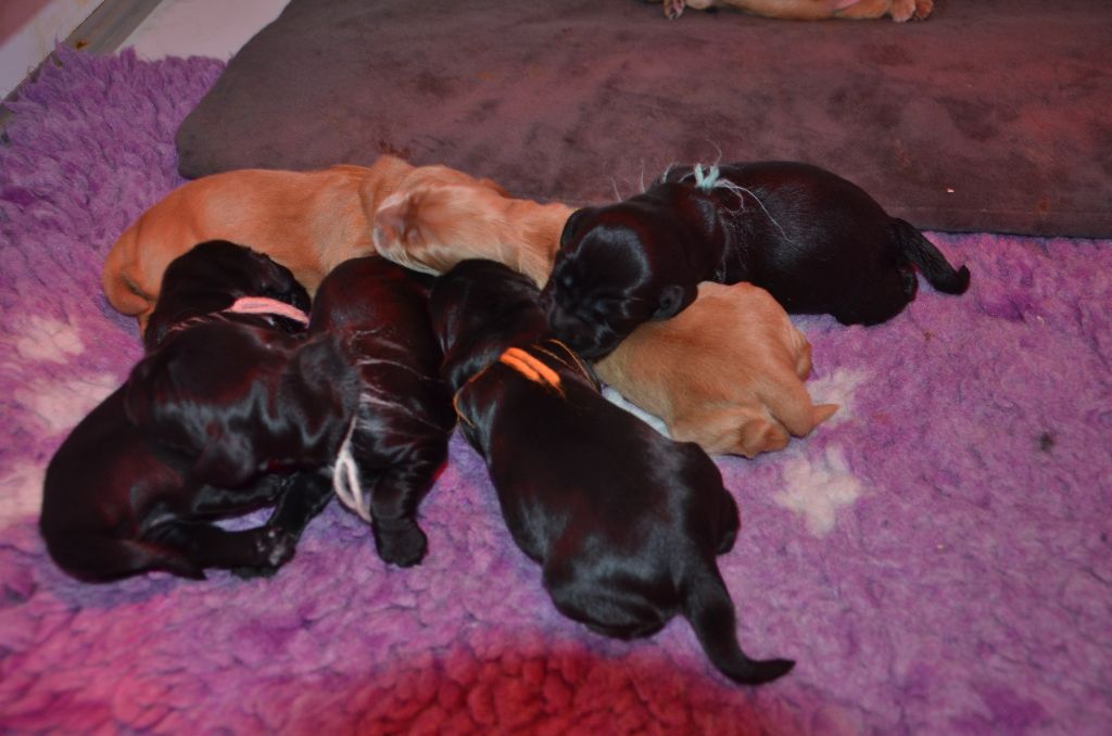 du Rieu-Grand - Chiots disponibles - Cocker Spaniel Anglais