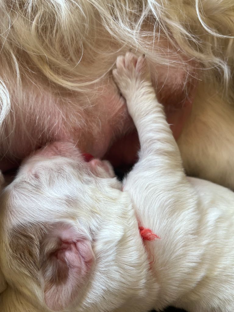 du Rieu-Grand - Chiots disponibles - Clumber Spaniel