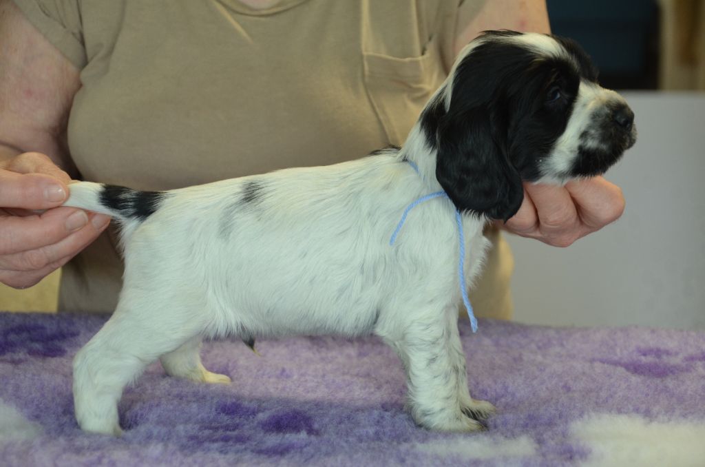 du Rieu-Grand - Chiots disponibles - Cocker Spaniel Anglais