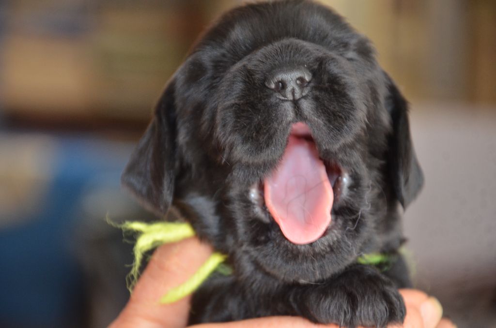 du Rieu-Grand - Chiots disponibles - Cocker Spaniel Anglais