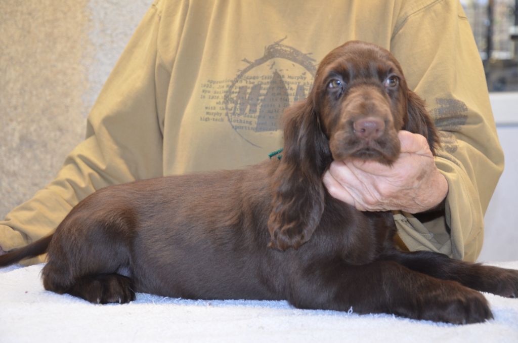 Chiot Field Spaniel du Rieu-Grand