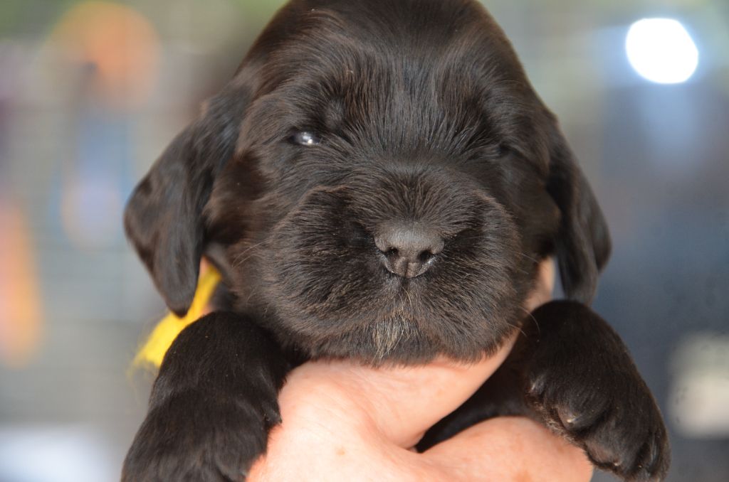 du Rieu-Grand - Chiots disponibles - Cocker Spaniel Anglais