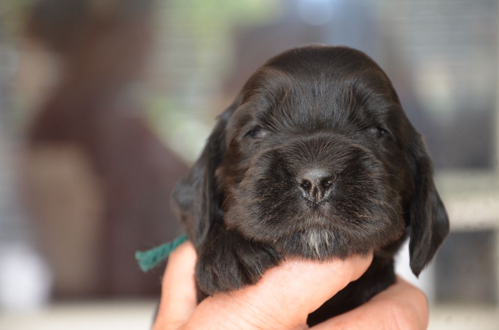 du Rieu-Grand - Chiots disponibles - Cocker Spaniel Anglais