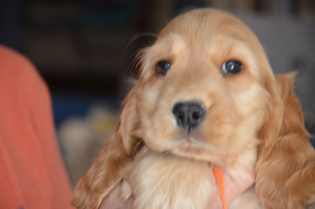 Chiot Cocker Spaniel Anglais du Rieu-Grand