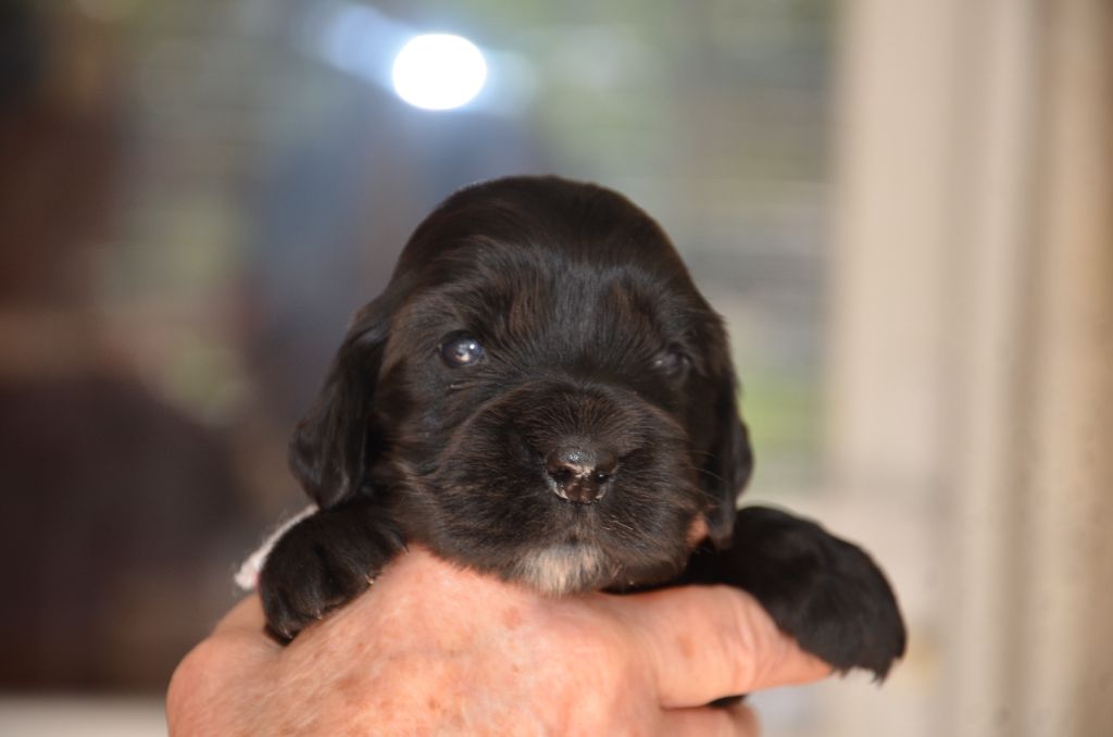 du Rieu-Grand - Chiots disponibles - Cocker Spaniel Anglais