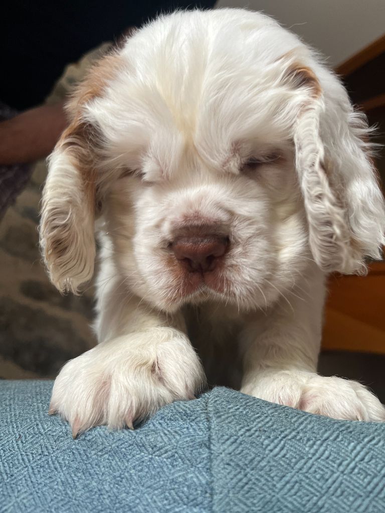 du Rieu-Grand - Chiots disponibles - Clumber Spaniel