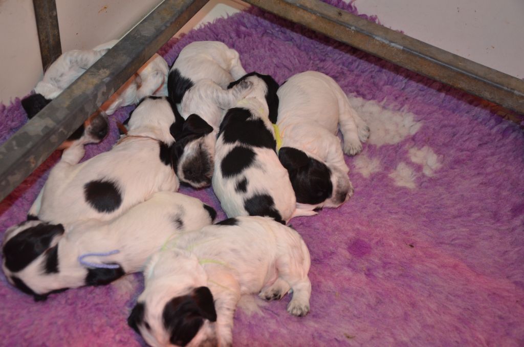 du Rieu-Grand - Chiots disponibles - Cocker Spaniel Anglais