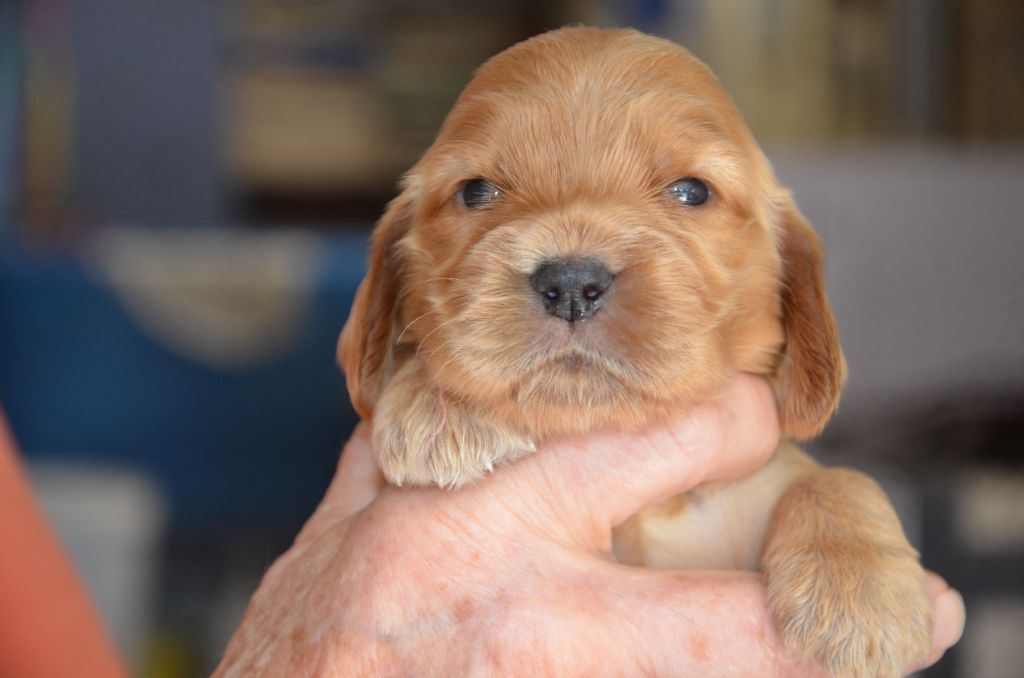 Chiot Cocker Spaniel Anglais du Rieu-Grand
