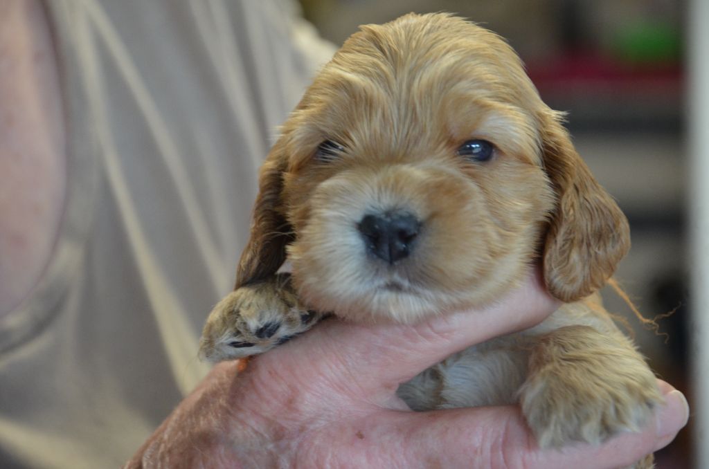 du Rieu-Grand - Chiots disponibles - Cocker Spaniel Anglais